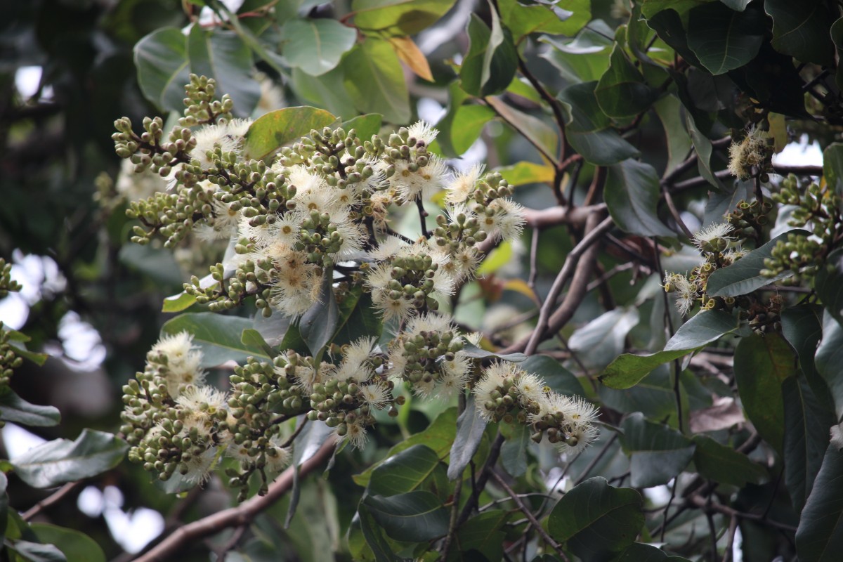 Corymbia torelliana (F.Muell.) K.D.Hill & L.A.S.Johnson